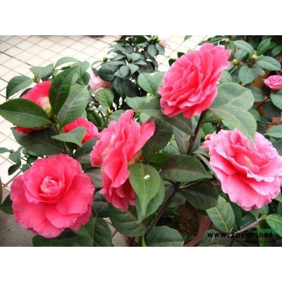 浙江广玉兰信息