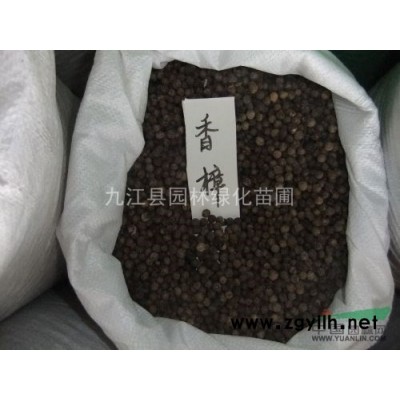 供应银杏小苗 九江银杏小苗价格江西银杏小苗价格银杏小苗价格