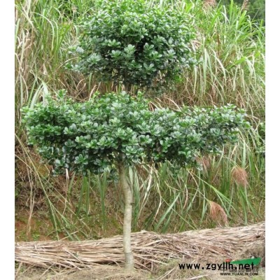 香樟，2017年香樟价格，胸径5-12公分香樟价格，香樟供应