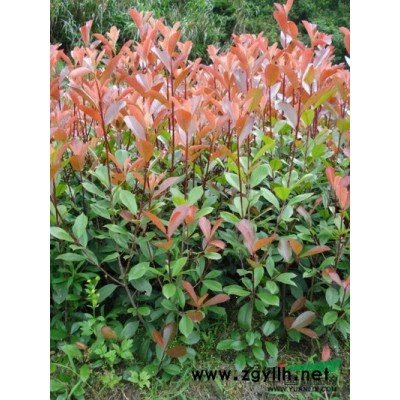 移栽香樟15-50公分图片\移栽香樟15-50公分报价