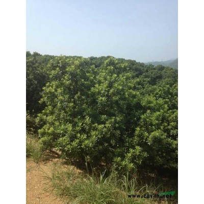 供应6-35公分广玉兰价格，，实惠广玉兰批发商 种植基地