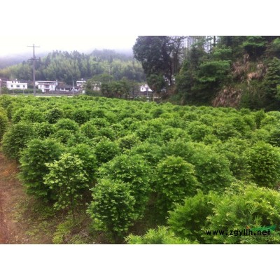 福建武平供应米径3-25公分香樟