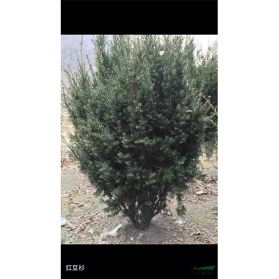 供应精品银杏白果树(15公分-140公分)