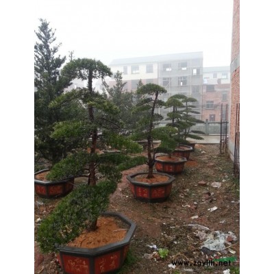 供应桂花，香樟，罗汉松等