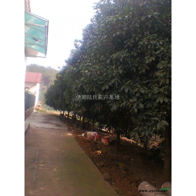 广玉兰，广玉兰供应，广玉兰价格，广玉兰图片