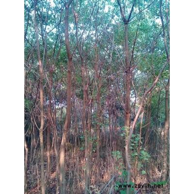 镇江地区供应2到40公分香樟