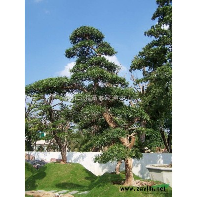 紫薇、樱花、银杏、红叶李、红叶石楠。