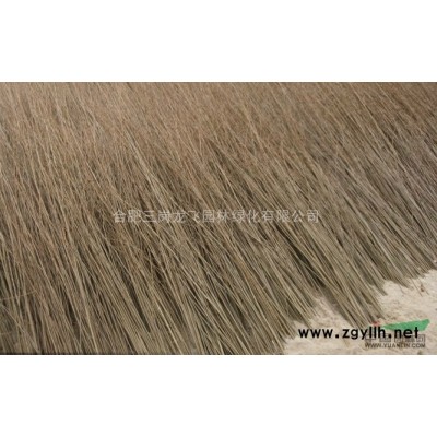 合肥三岗地区2014低价大量供应广玉兰，当年苗-18cm