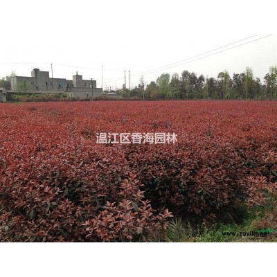 四川温江香樟基地直销，价格便宜，规格*，成活率高