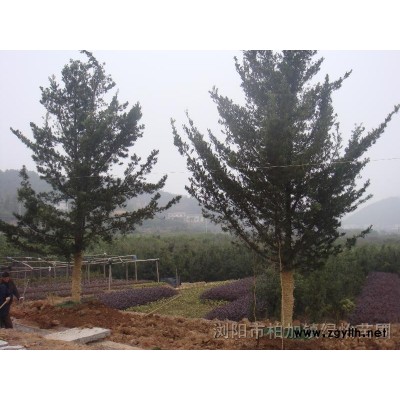 罗汉松.20公分自然型罗汉松.香樟.桂花造型罗汉松.香泡.