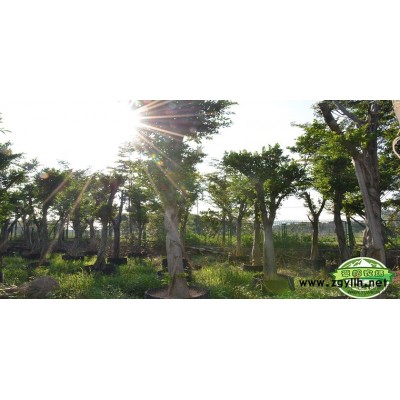 广州地区供应7-20香樟