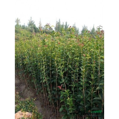 广西桂林银杏树 广西桂林银杏树价格 广西兴安绿鑫隆苗木