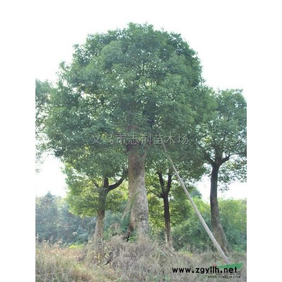 浙江大香樟43介绍