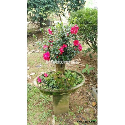 浙江金华供应大规格香樟