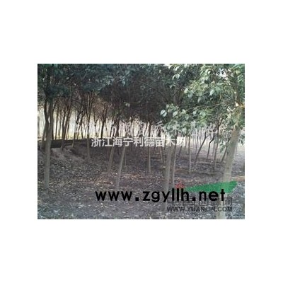 出售3-25公分香樟，*新香樟价格，*便宜香樟树批发价格