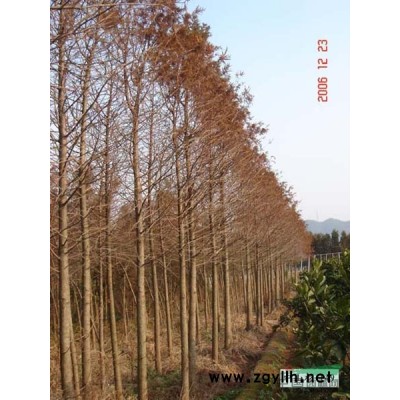 广玉兰*新价格/南京广玉兰/广玉兰基地