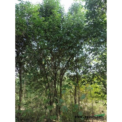 红叶李，朴树，榔榆，高杆女贞，香樟