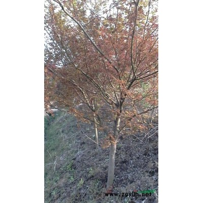 安徽供应15公分香樟，15公分香樟价格多少钱