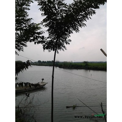 出售香樟米径12-13-15-17公分蓬径2.5以上，移栽苗