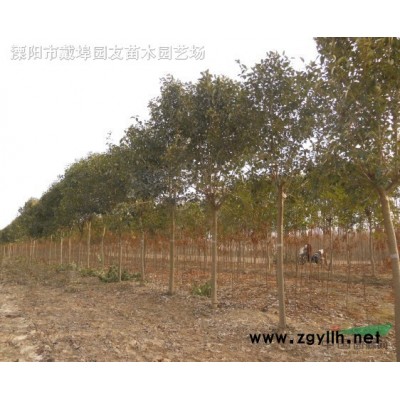 速生法桐,黄山栾树、无患子、广玉兰