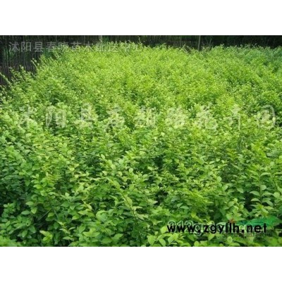 红叶石楠、大叶女贞、广玉兰、樱桃、枫香等苗木