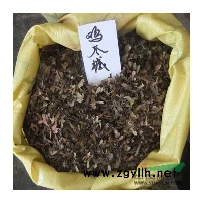 江西香樟  一年生香樟小苗   二至五公分香樟