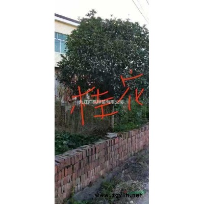 江西九江香樟价格/报价