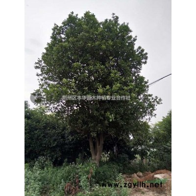 湖北荆州香樟，栾树，广玉兰，枇杷，朴树等绿化乔木大量供应