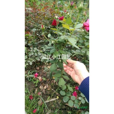 20公分广玉兰10公分价格四川成都温江广玉兰批发苗圃基地