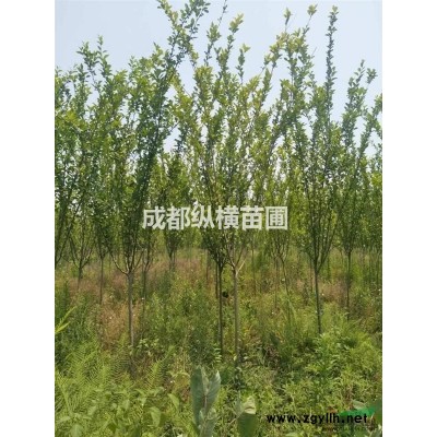 成都供应银杏10公分～18公分