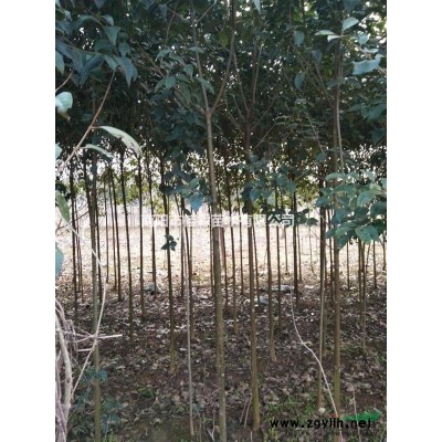 河南供应大批量优质广玉兰 量大价优