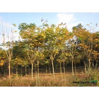 低价处理10-15公分精品广玉兰