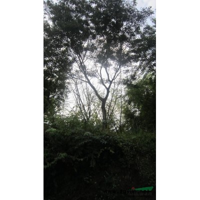 广西银杏 桂林银杏  30公分的银杏树