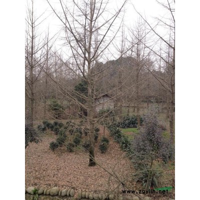 四川成都市温江供应银杏