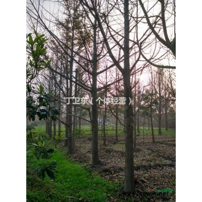 江苏银杏出售，银杏价格