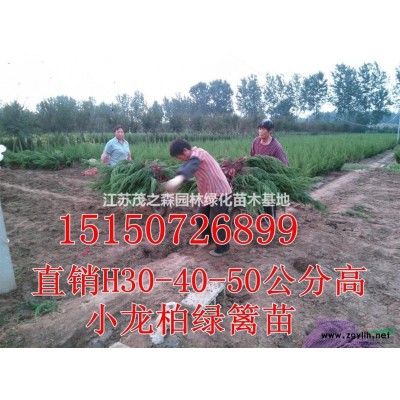 3公分广玉兰价格、4公分广玉兰价格，5公分广玉兰价格，广玉兰图2