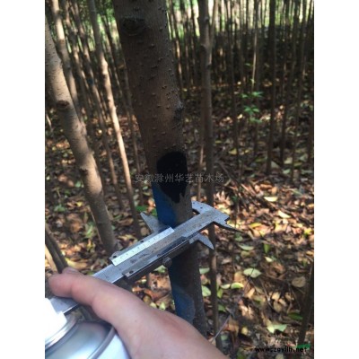 安徽滁州大量供应，大叶女贞， 蜀桧 龙柏，雪松，广玉兰。