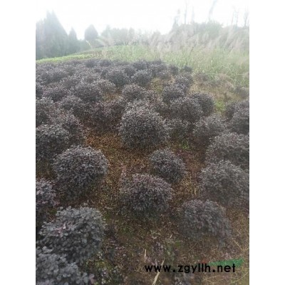 平哥苗木基地供应香樟小苗