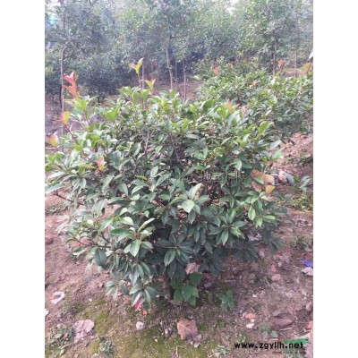 广玉兰2行情报价\广玉兰2图片展示
