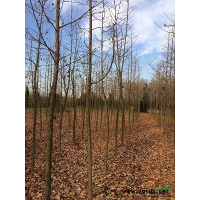 河南省邓州市大量供应7-8公分广玉兰