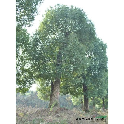 广玉兰报价/浙江广玉兰报价