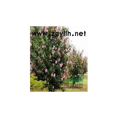 2015江苏连云港供应优质银杏16_25公