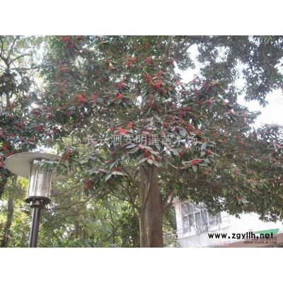 广玉兰10-11-12-13-14公分米径 供应 精品红花玉