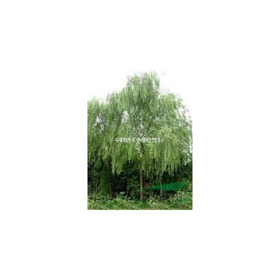 浙江金华供应胸径10-18公分广玉兰