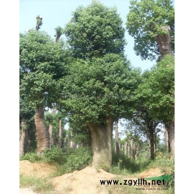 江苏广玉兰3介绍