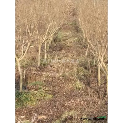 银杏，银杏价格，银杏供应，银杏图片，2014年银杏价格