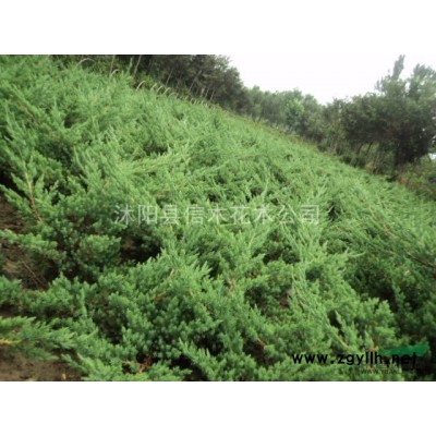 广玉兰，广玉兰苗木，广玉兰价格