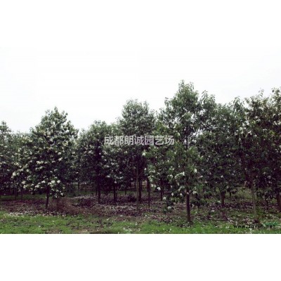 成都2019年大叶香樟基地低价 基地直供
