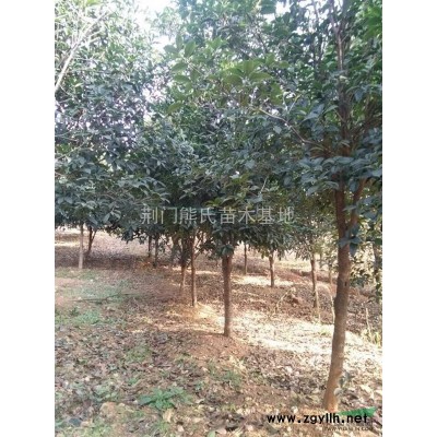 广玉兰，广玉兰价格，广玉兰供应，广玉兰图片，2014年广玉兰