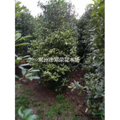 供应胸径14-15cm广玉兰2000棵，上车550元